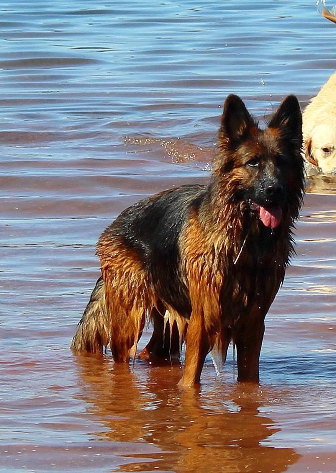 Leîa De La Passion Des Loups