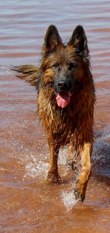 Leîa De La Passion Des Loups